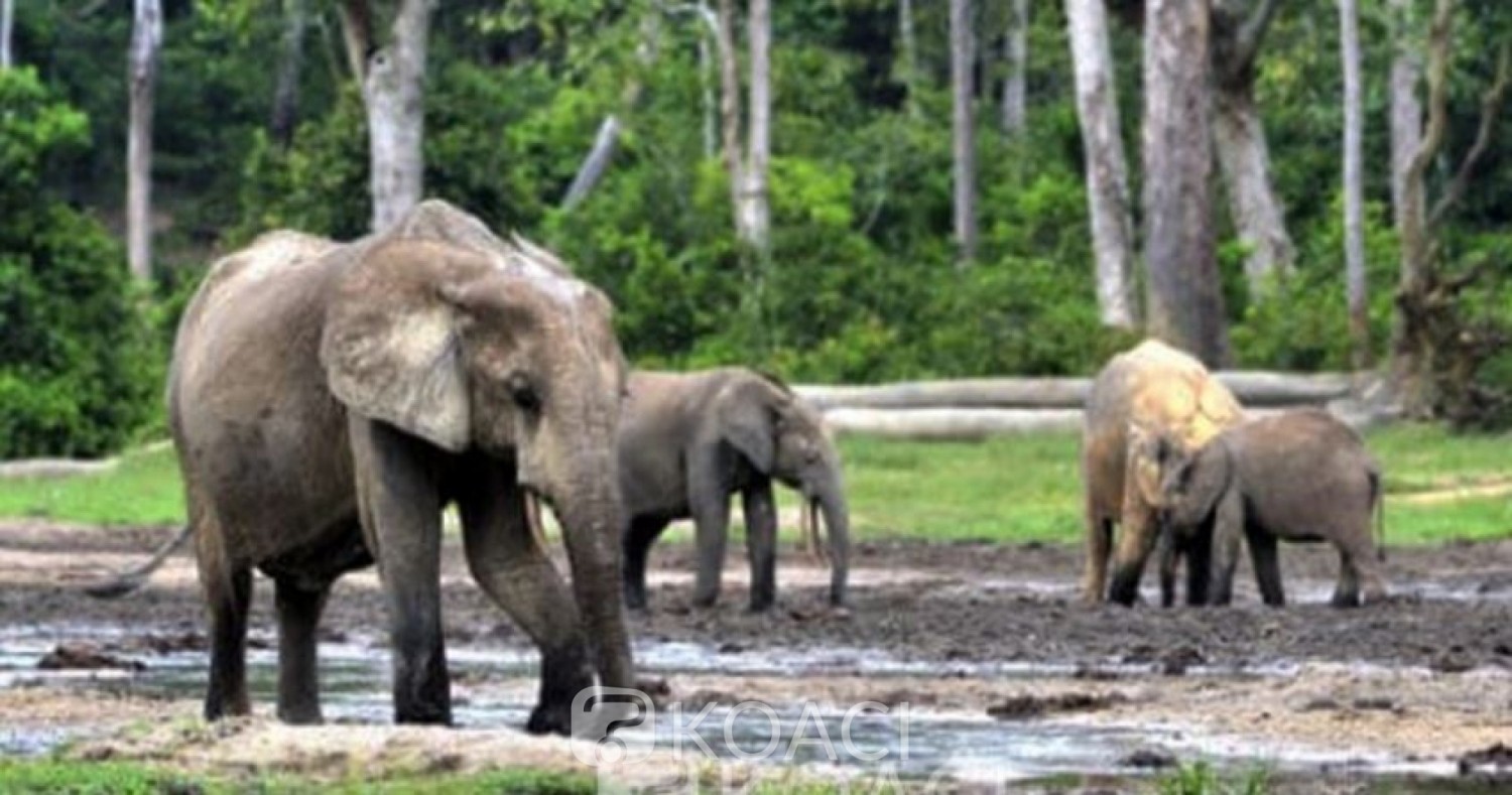 Cameroun : Deux personnes tuées par des éléphants à la recherche de nourriture à l'Extrême-Nord