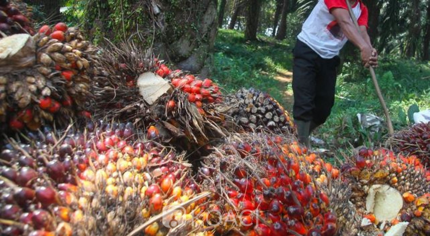 Côte d'Ivoire : Les cours de l'huile de palme s'envolent, + 50% en huit mois, l'action Palm-ci, bonne affaire du moment