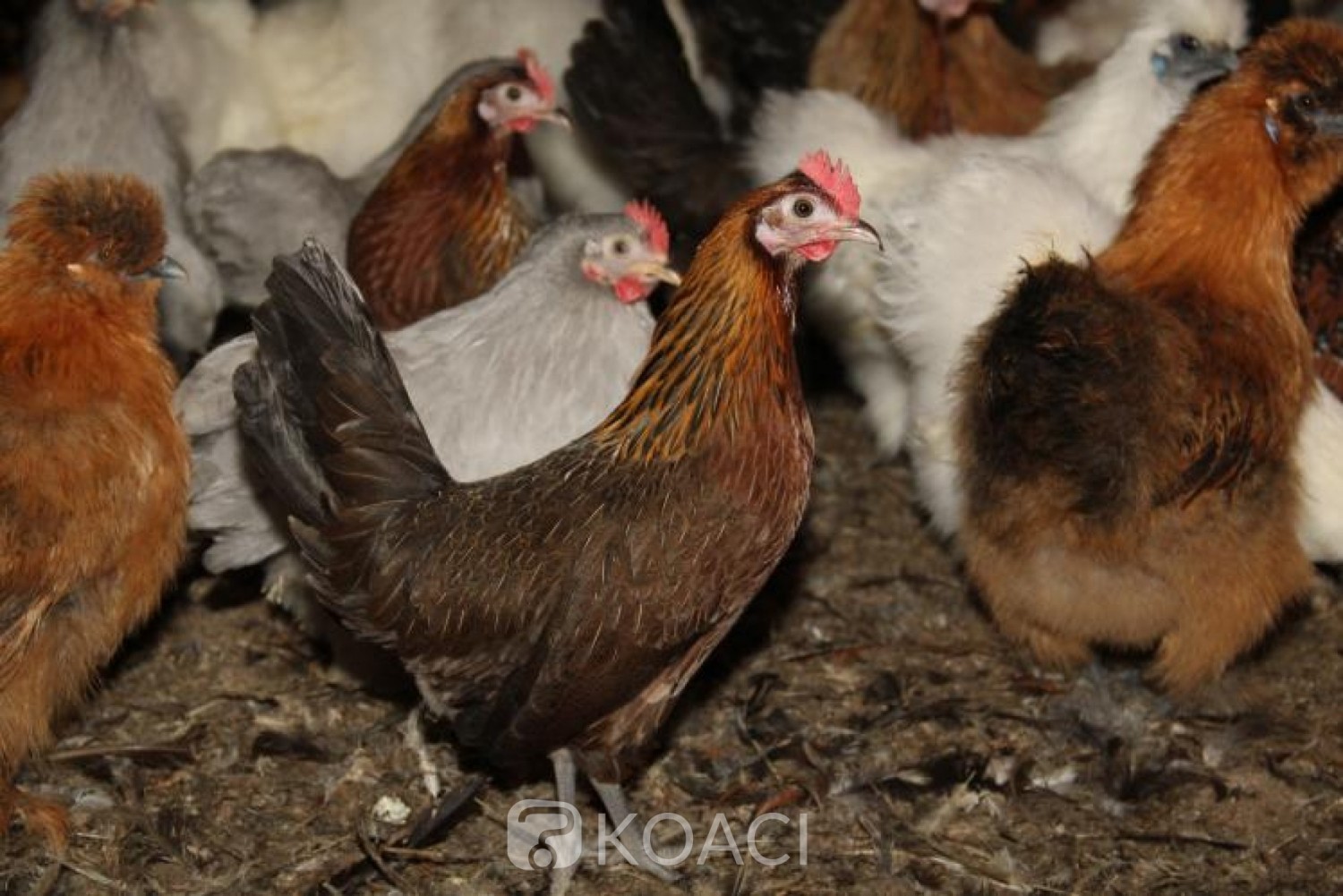 Burkina Faso : Grippe aviaire, suspension de l'importation de volailles en provenance du Sénégal