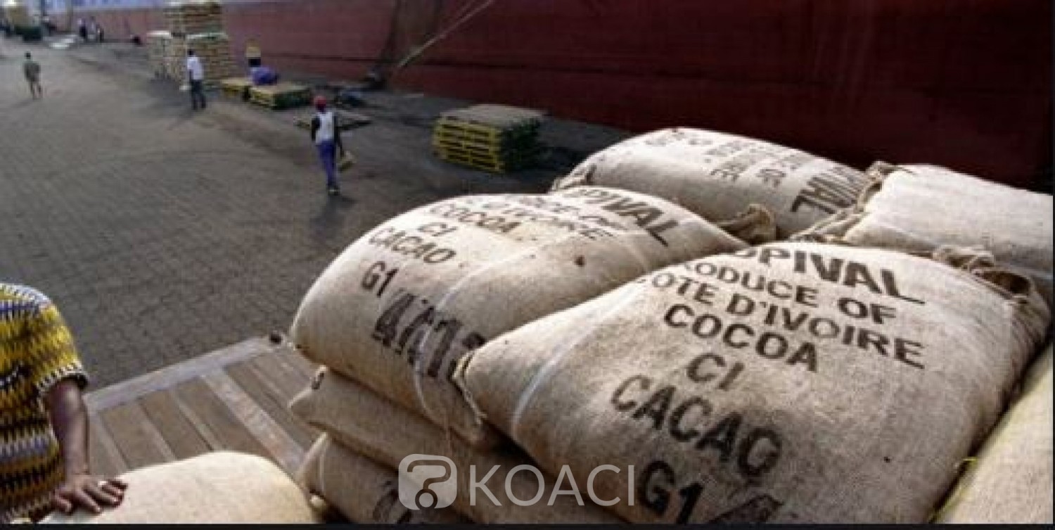 Côte d'Ivoire : Les  « vraies » raisons de la mévente actuelle du cacao,  selon le porte-parole du Groupement des Négociants Ivoiriens (GNI)