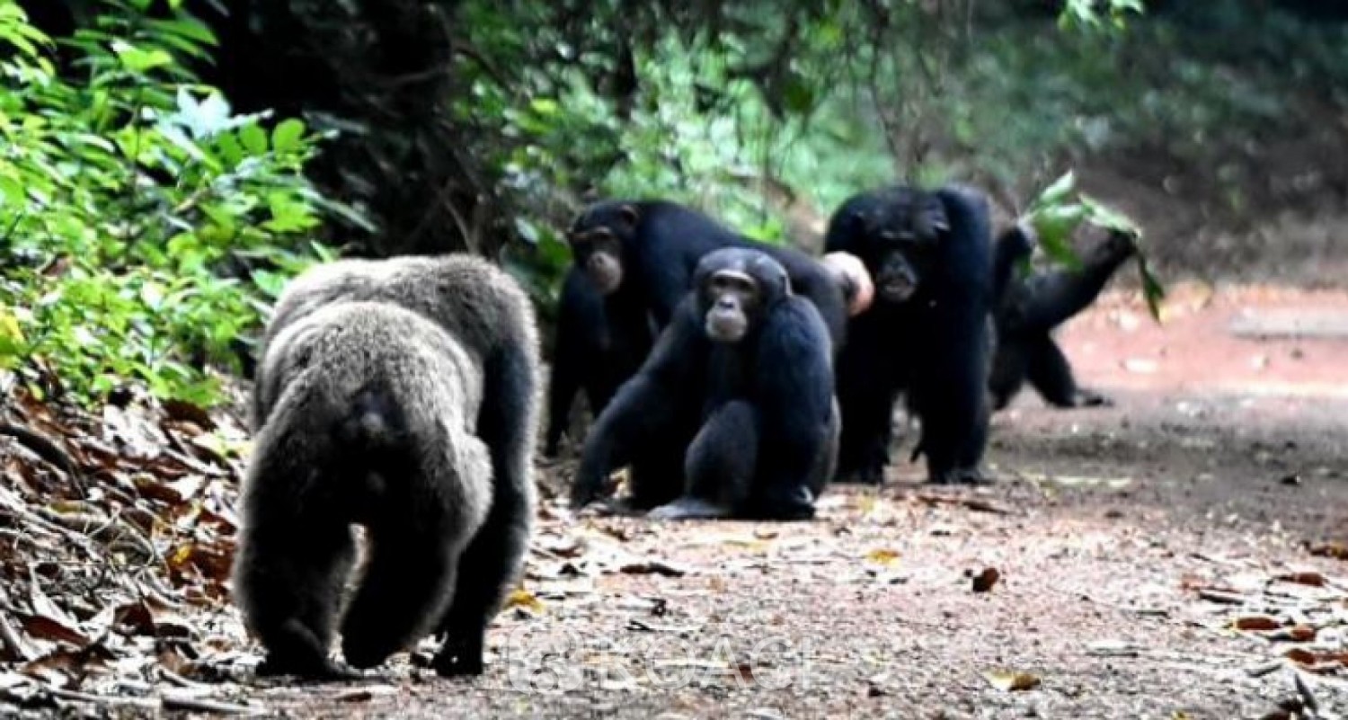 Côte d'Ivoire : Développement touristique de la forêt du Banco, menace pour la survie des chimpanzés ?