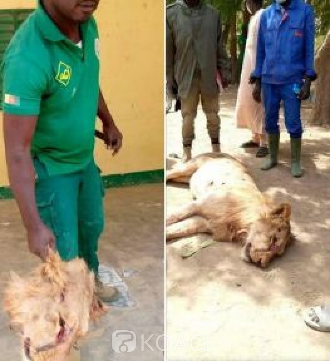 Cameroun : Un lion abattu et décapité après plusieurs attaques à l'Extrême-Nord