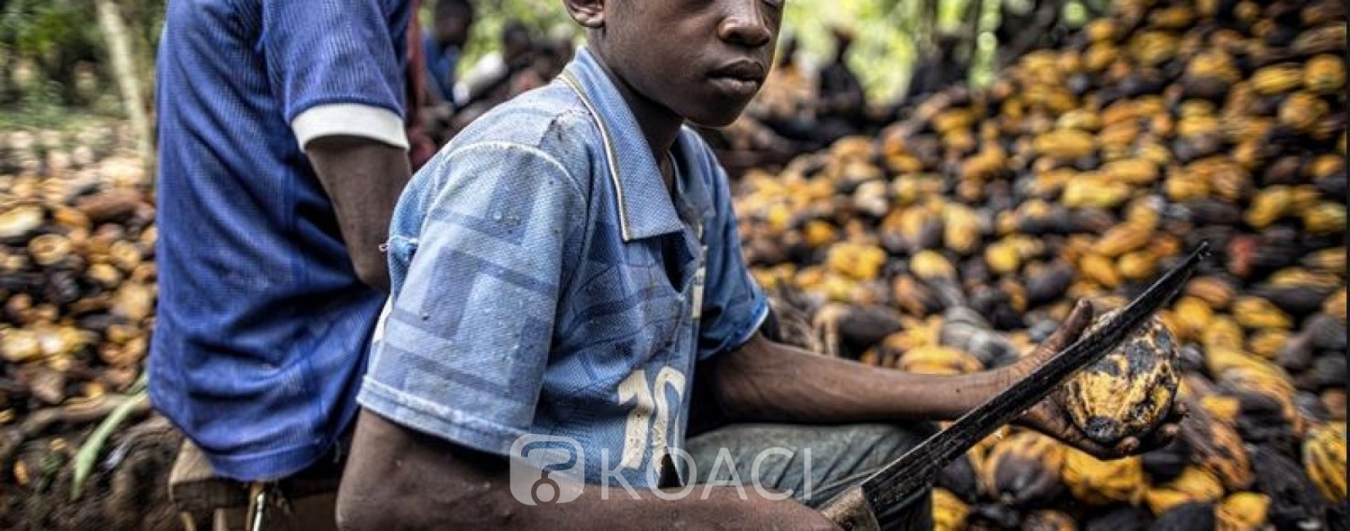 Côte d'Ivoire : Les 7 géants du cacao ivoirien en justice aux USA pour exploitation d'enfants
