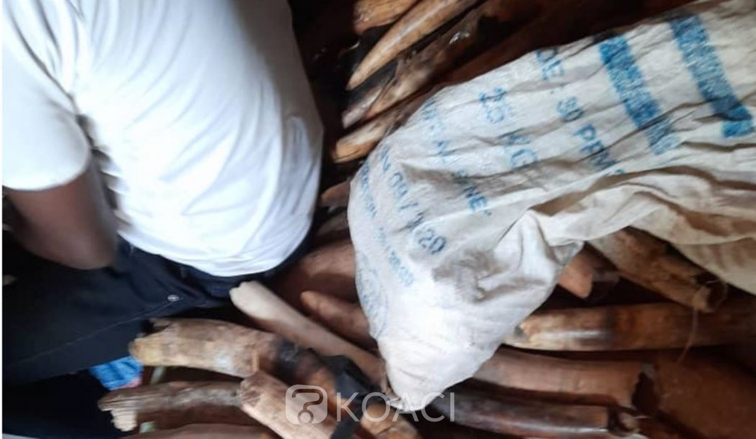 Côte d'Ivoire : Abengourou, 5 individus appréhendés avec 60 pointes d'ivoire destinées à l'exportation