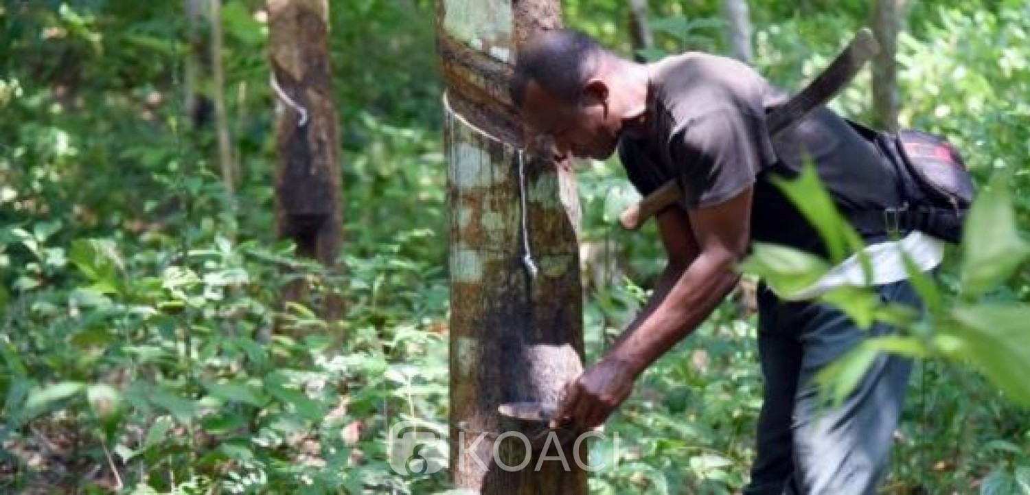 Côte d'Ivoire : Caoutchouc naturel, le pays 1er en Afrique  pointe désormais au 4e rang mondial