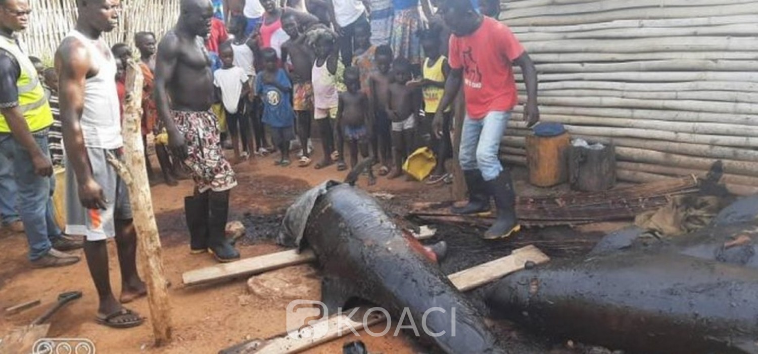 Togo : Alerte sur la consommation des dauphins échoués au Ghana