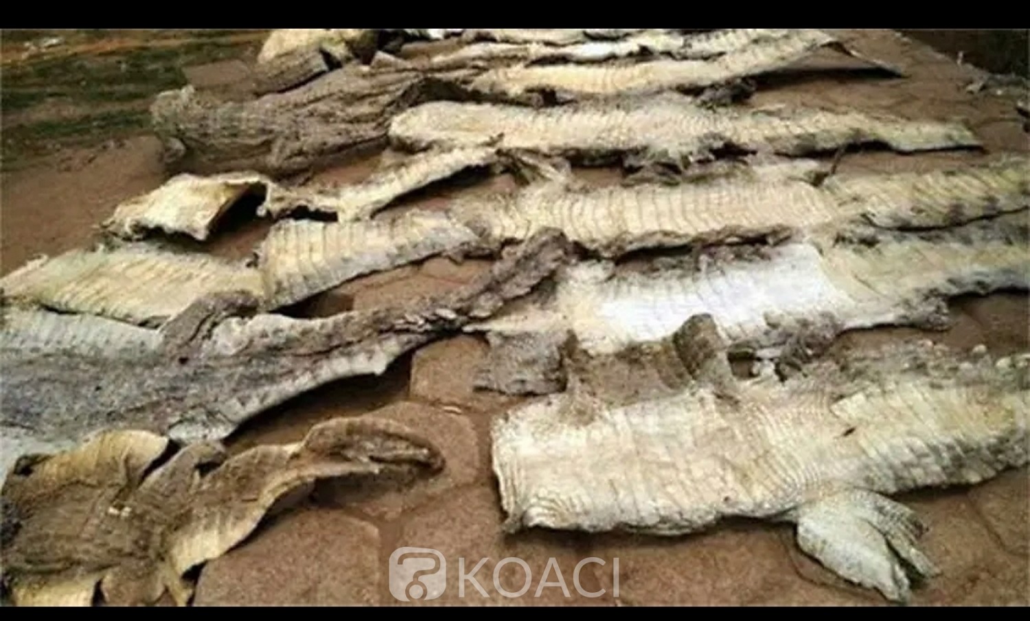 Burkina Faso : Un braconnier appréhendé avec une trentaine de peaux de crocodiles