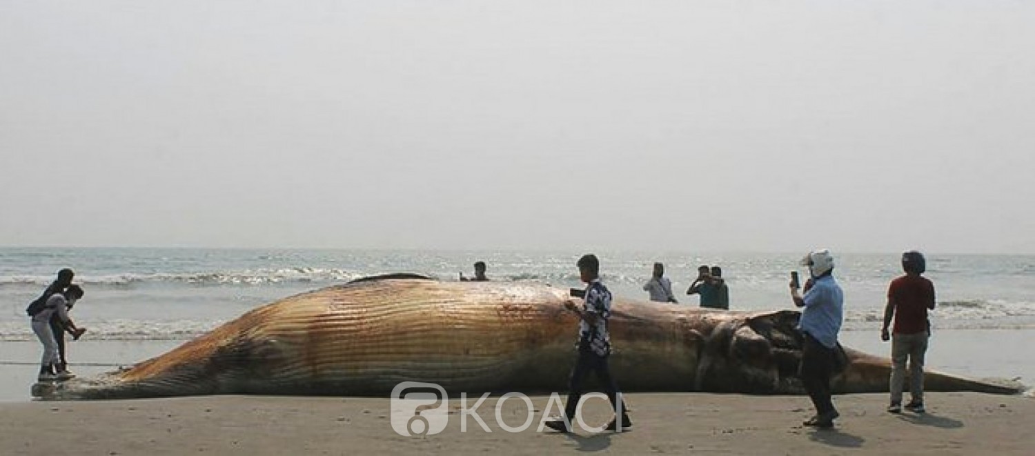 Namibie : Percuté par un navire, une baleine bleue, espèce rare, s'échoue sur une plage