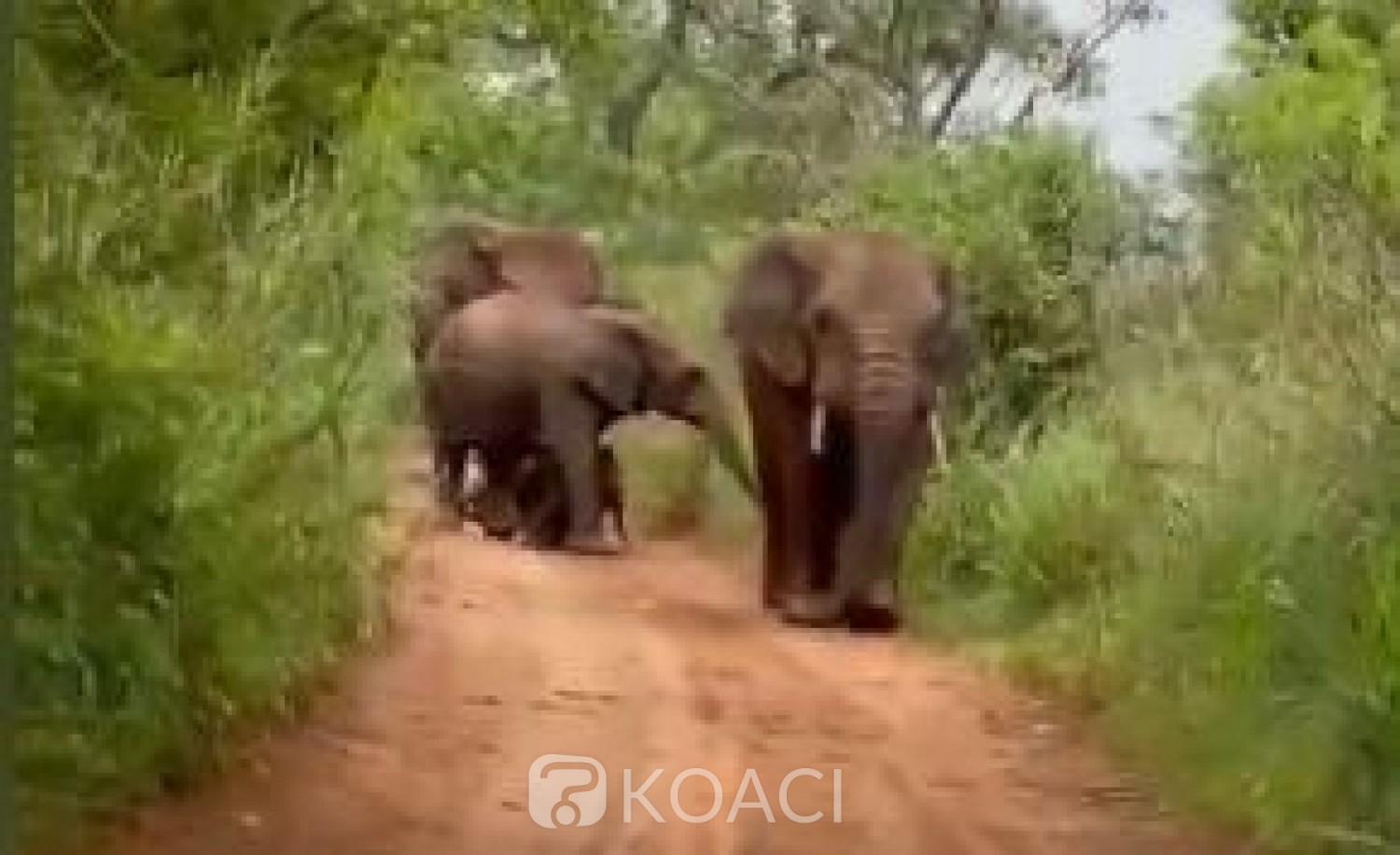 Côte d'Ivoire : Retour d'éléphants dans la forêt de Yalo, les populations averties sur les risques du braconnage