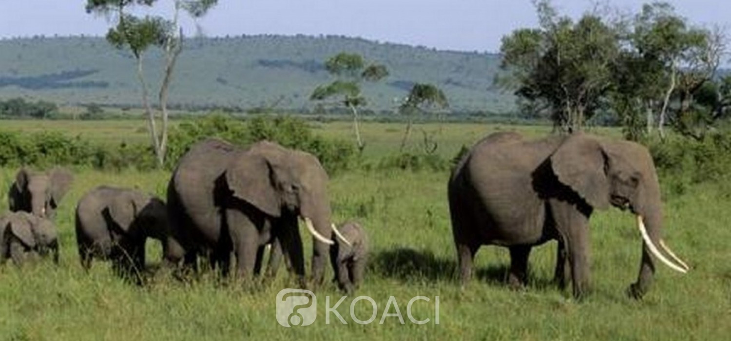 Togo :  Des éléphants tuent un Lieutenant des Eaux et forets