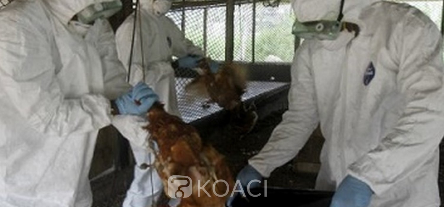 Togo :  Grippe aviaire suspectée à Djagblé-Klémé