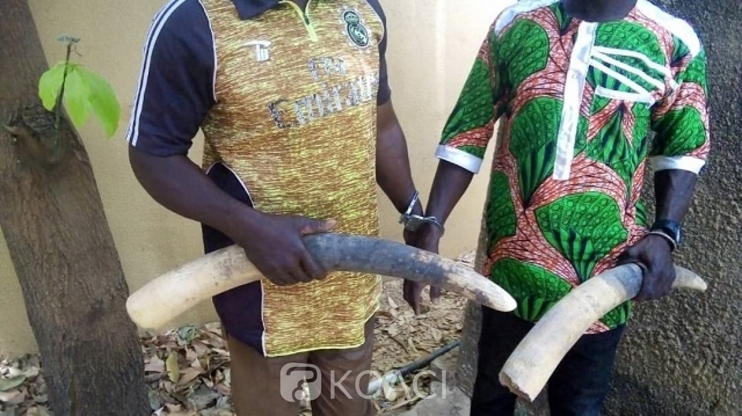 Burkina Faso : trois trafiquants d'ivoire  condamnés à 12 mois de prison