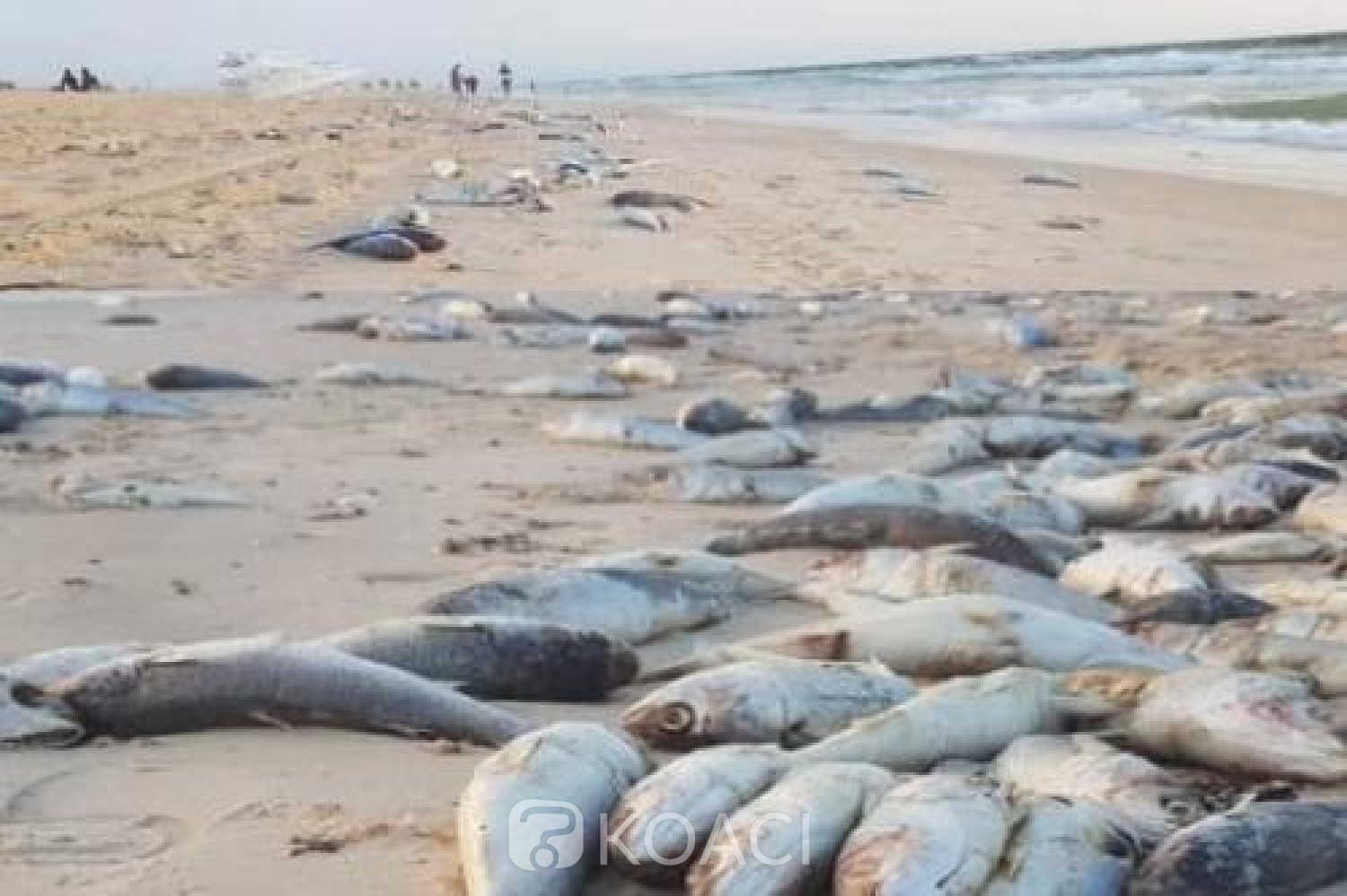 Mauritanie : Une importante quantité de poissons morts échouent sur une plage