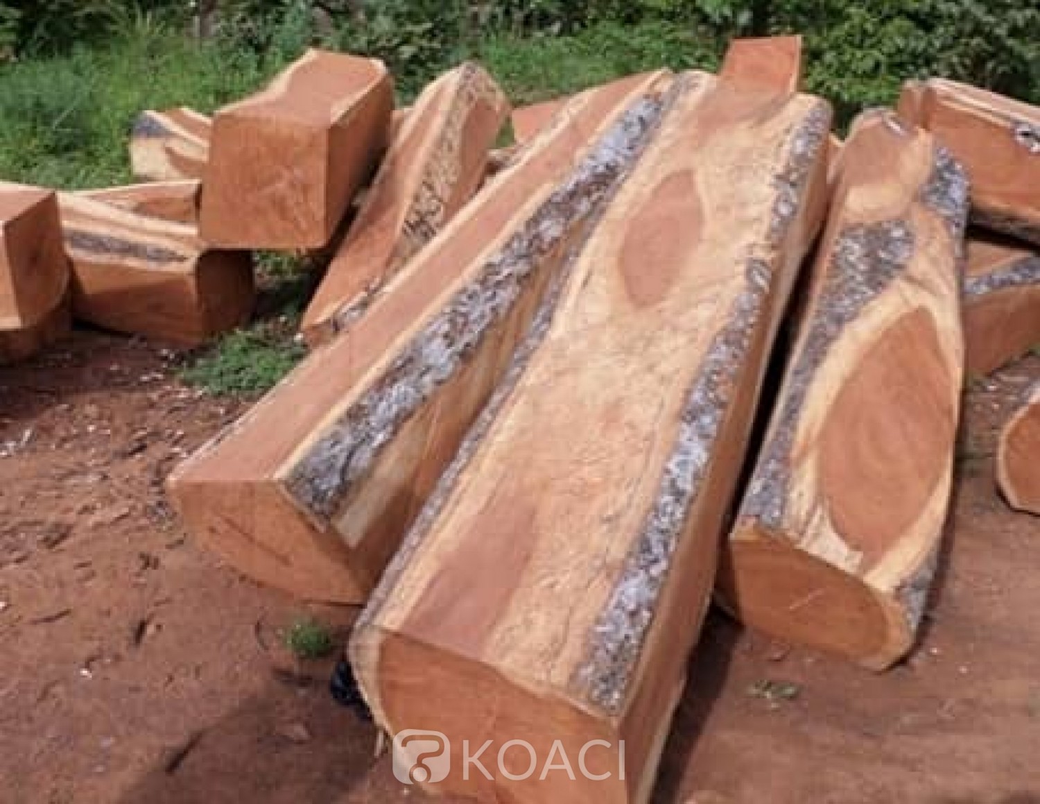 Côte d'Ivoire : Affaire disparition 40 conteneurs de Bois de Vêne d'une valeur de 700 millions à San-Pédro,  les précisions du ministère des eaux et forêts