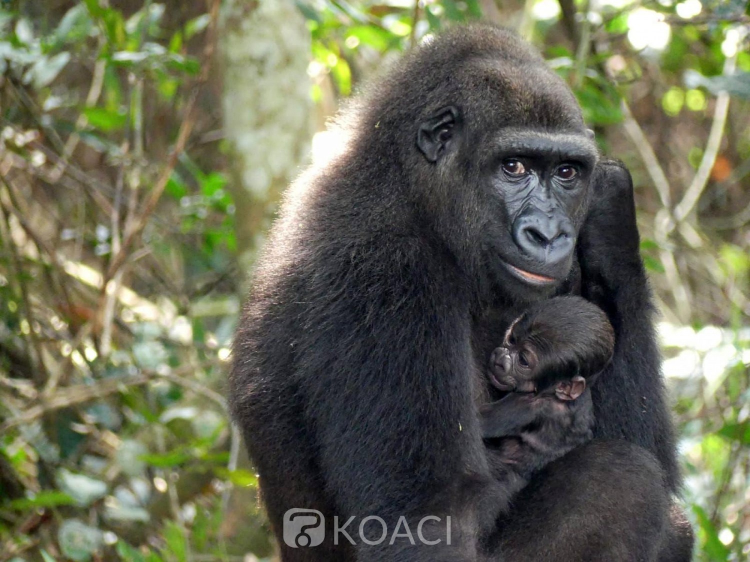 Gabon : Naissance d'un bébé gorille, bonne nouvelle pour la conservation de l'espèce