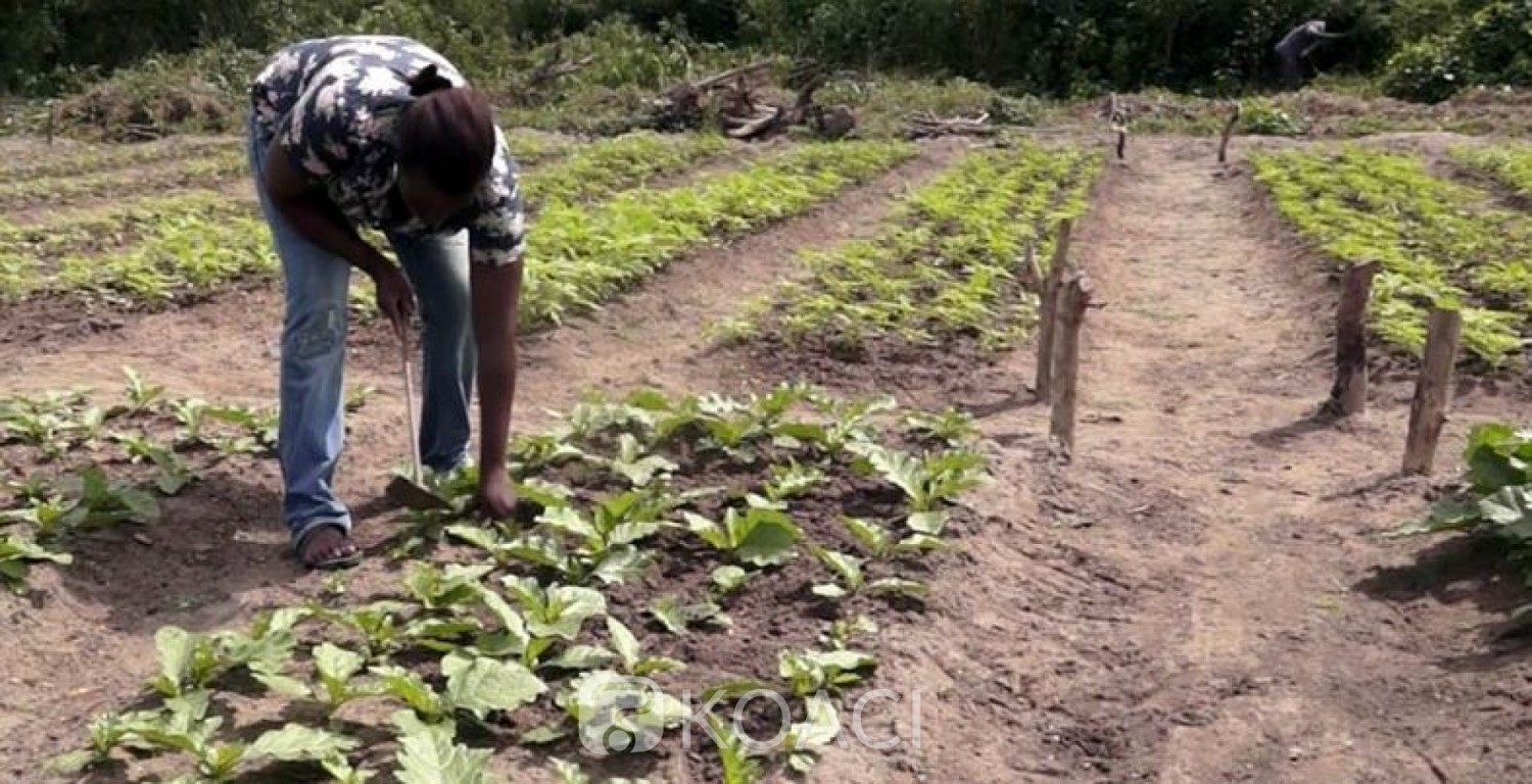 Côte d'Ivoire : Agriculture, une dotation de 131,5 milliards de FCFA annoncées pour les filières organisées et celles des légumières et maraîchères