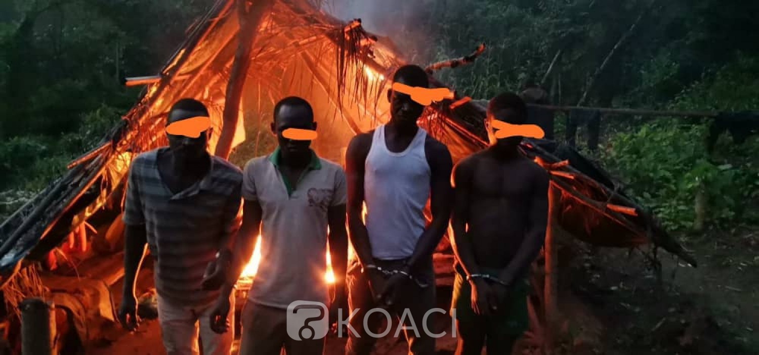 Côte d'Ivoire :   Bossematié, 9 individus appréhendés dans la forêt classée, 3 abris précaires et des pépinières détruites