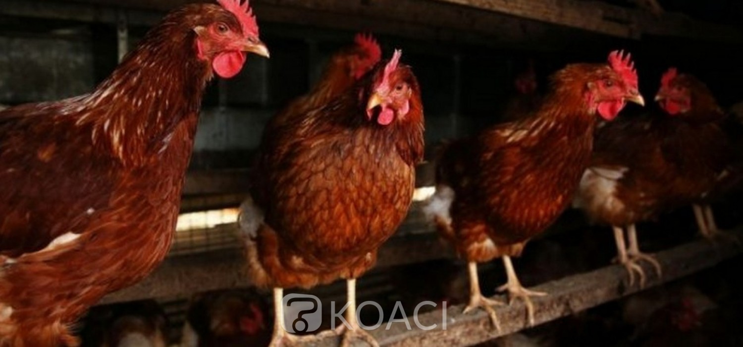 Ghana :  Alerte contre la grippe aviaire