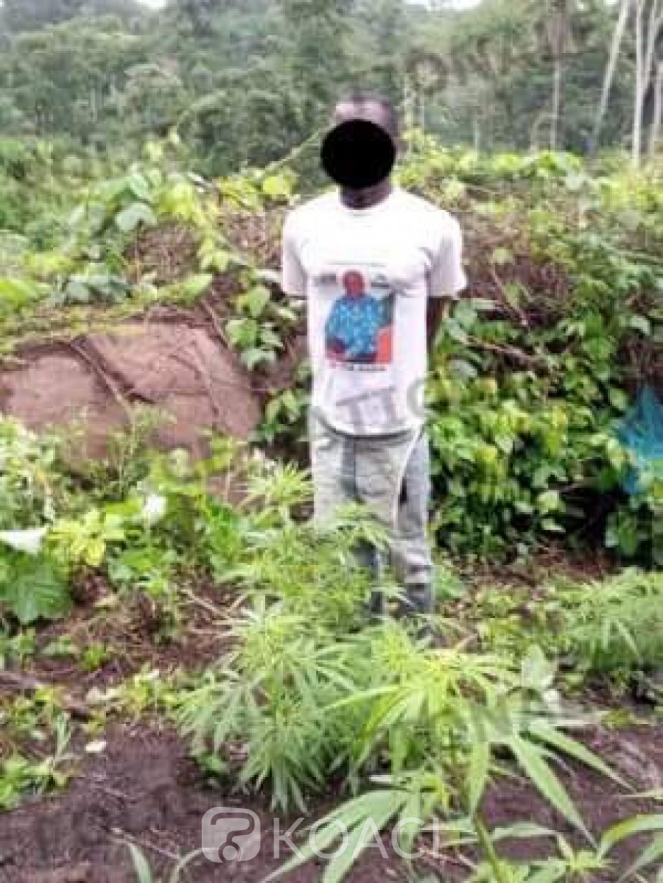 Côte d'Ivoire : Man, un champ de 200 pieds de cannabis découvert dans un village