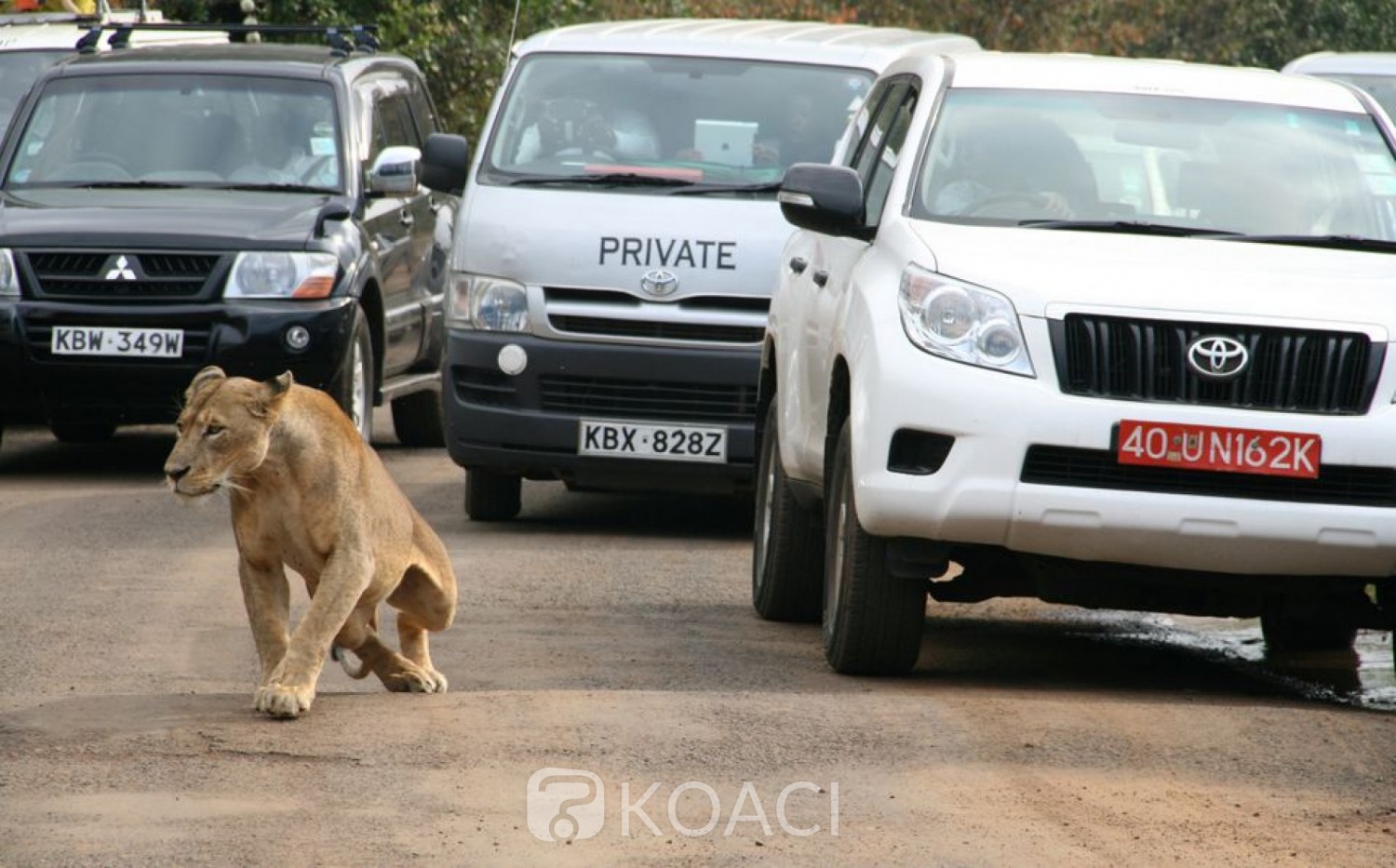 Kenya : Un lion évadé sème la panique à Nairobi