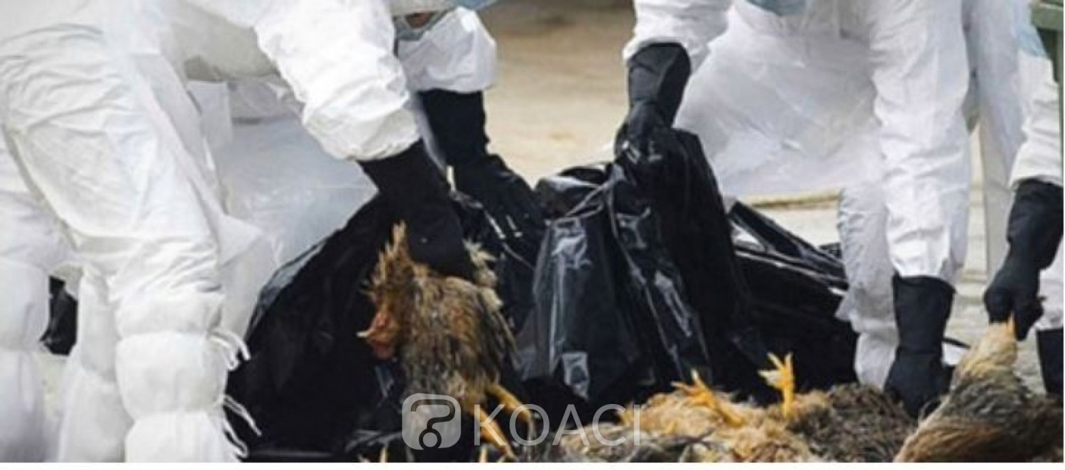 Côte d'Ivoire : Un foyer de grippe aviaire déclaré dans le département de Grand-Bassam, des mesures arrêtées