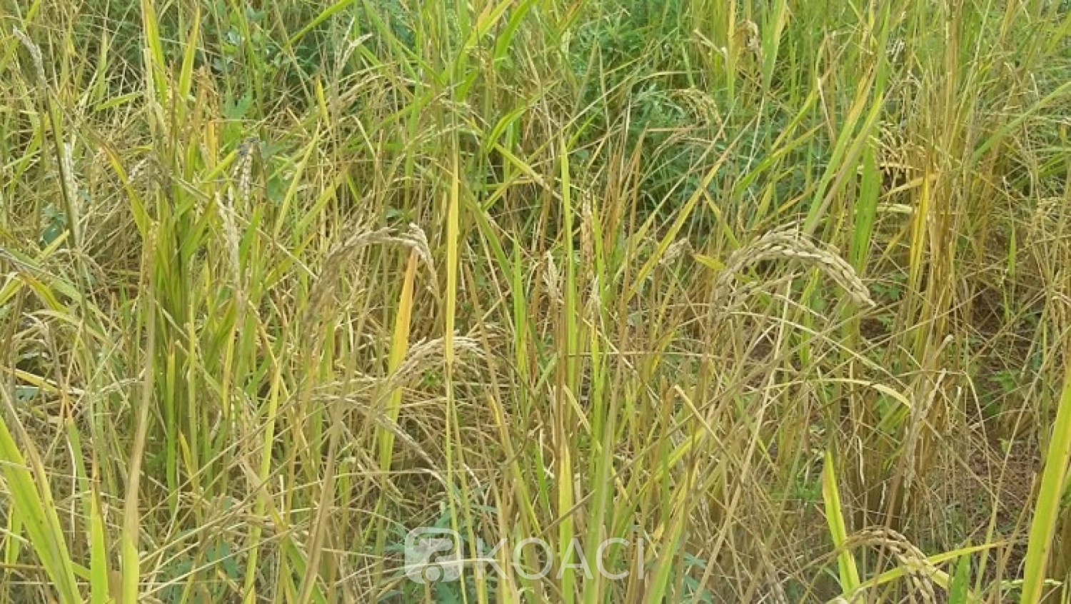 Côte d'Ivoire :    Région du Poro, la production de riz menacée par la pyriculariose, le CNRA propose la culture des variétés pluviales strictes CRAM1, CRAM2, CRAM3 et CRAM4