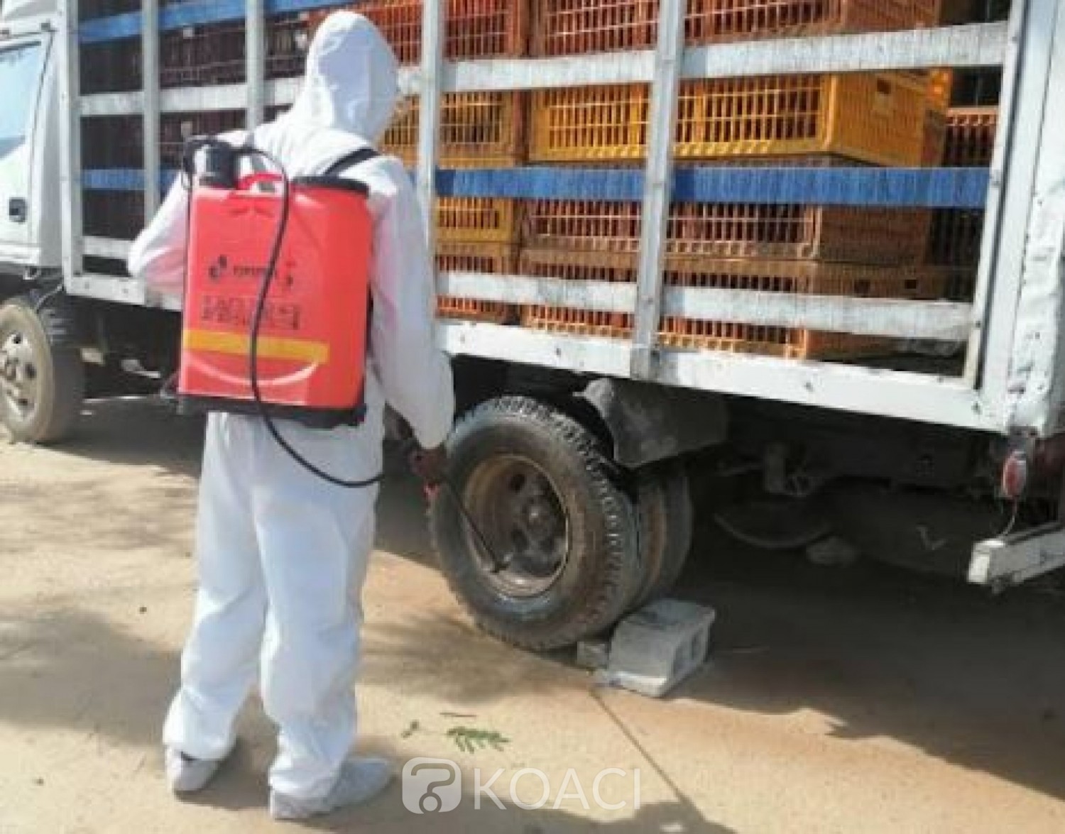 Côte d'Ivoire : Grippe aviaire, 170 mille sujets abattus, Sidi Touré annonce des indemnisations pour les producteurs pour la poursuite de leurs activités