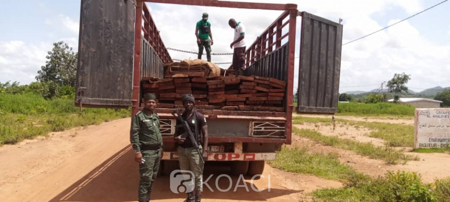 Côte d'Ivoire : Exploitation forestière au-dessus du 8e Parallèle,  la SODEFOR met fin aux pratiques d'un réseau de fossoyeurs, qui se cache derrière ces agissements à répétition ?