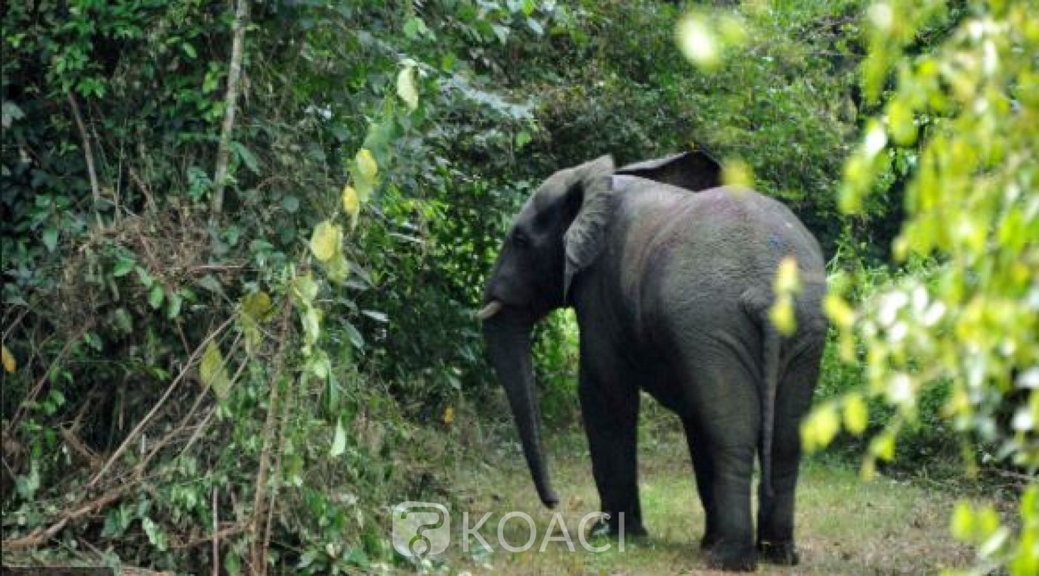Côte d'Ivoire : Après « Hamed », un autre éléphant se signale à Lakota et blesse grièvement un paysan