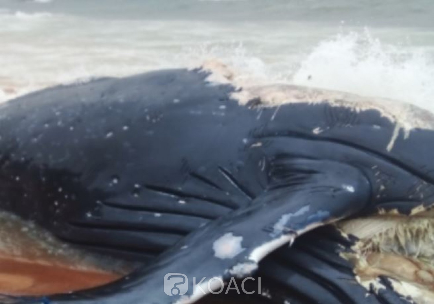 Côte d'Ivoire : Une baleine en putréfaction sur une plage de Sassandra dans l'indifférence mais avec l'odeur