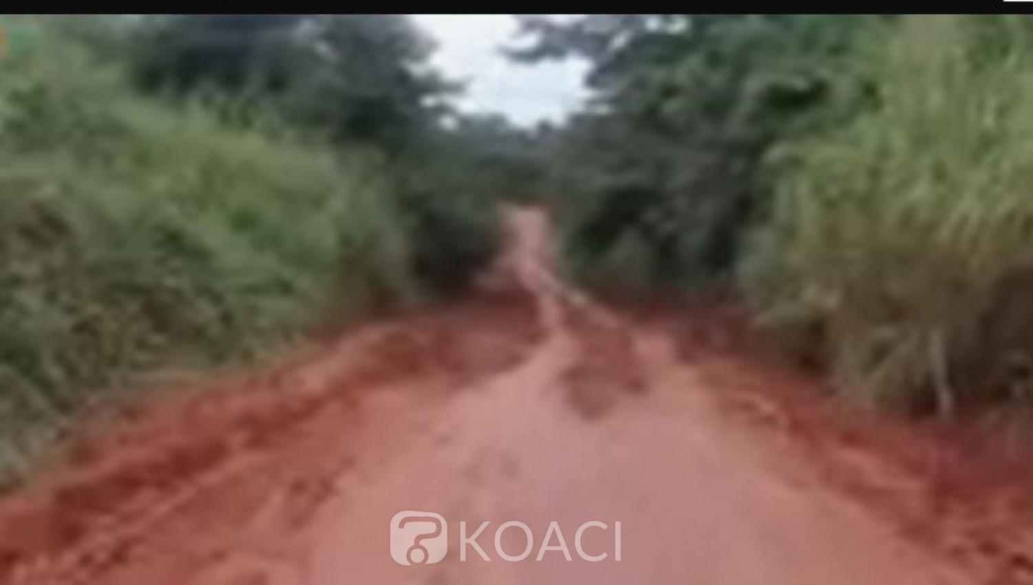 Côte d'Ivoire : Gueyo, une partie de récolte de miel qui vire au drame, un jeune décède terrassé par un arbre