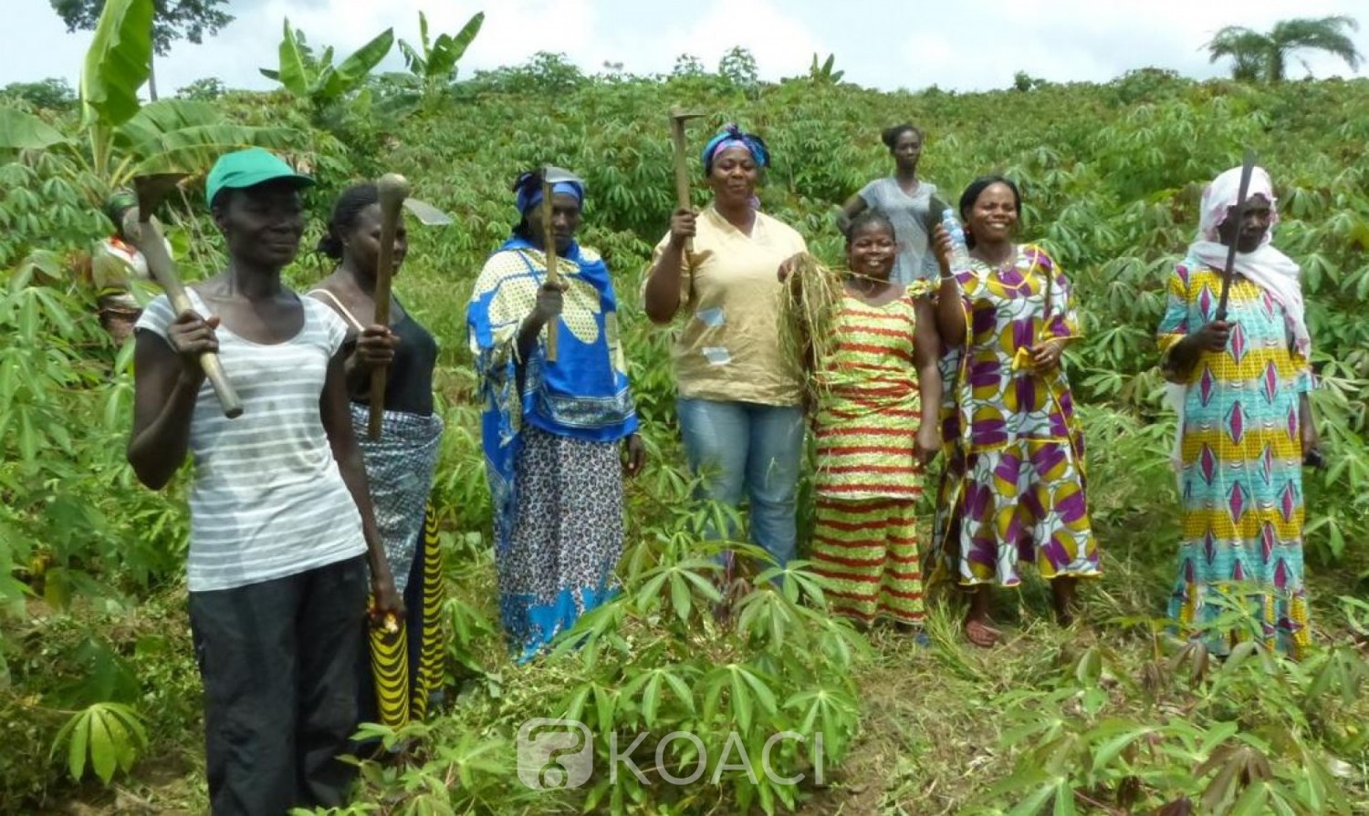 Côte d'Ivoire : La FAO annonce des projets pour les coopératives et les petits exploitants agricoles