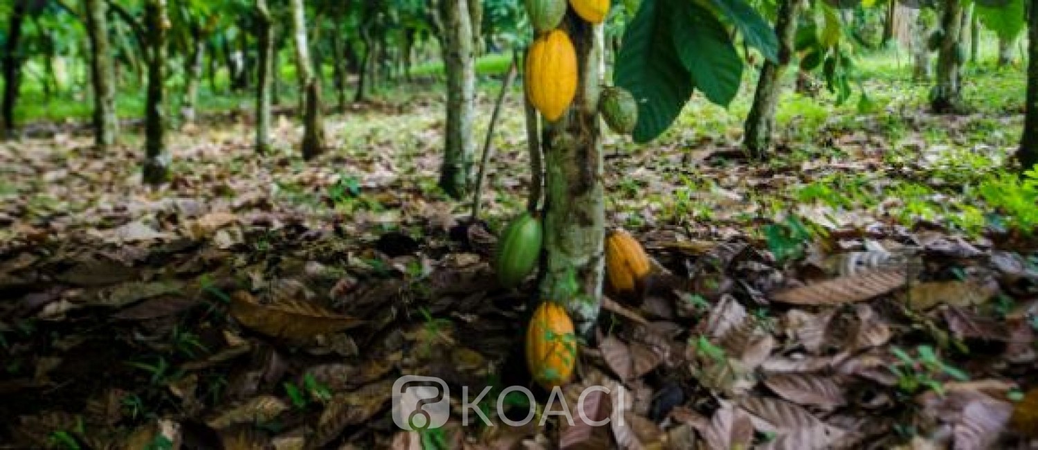 Côte d'Ivoire : Agroforesterie, la pratique de la  cacaoculture durable une réalité dans les Bas-Sassandra