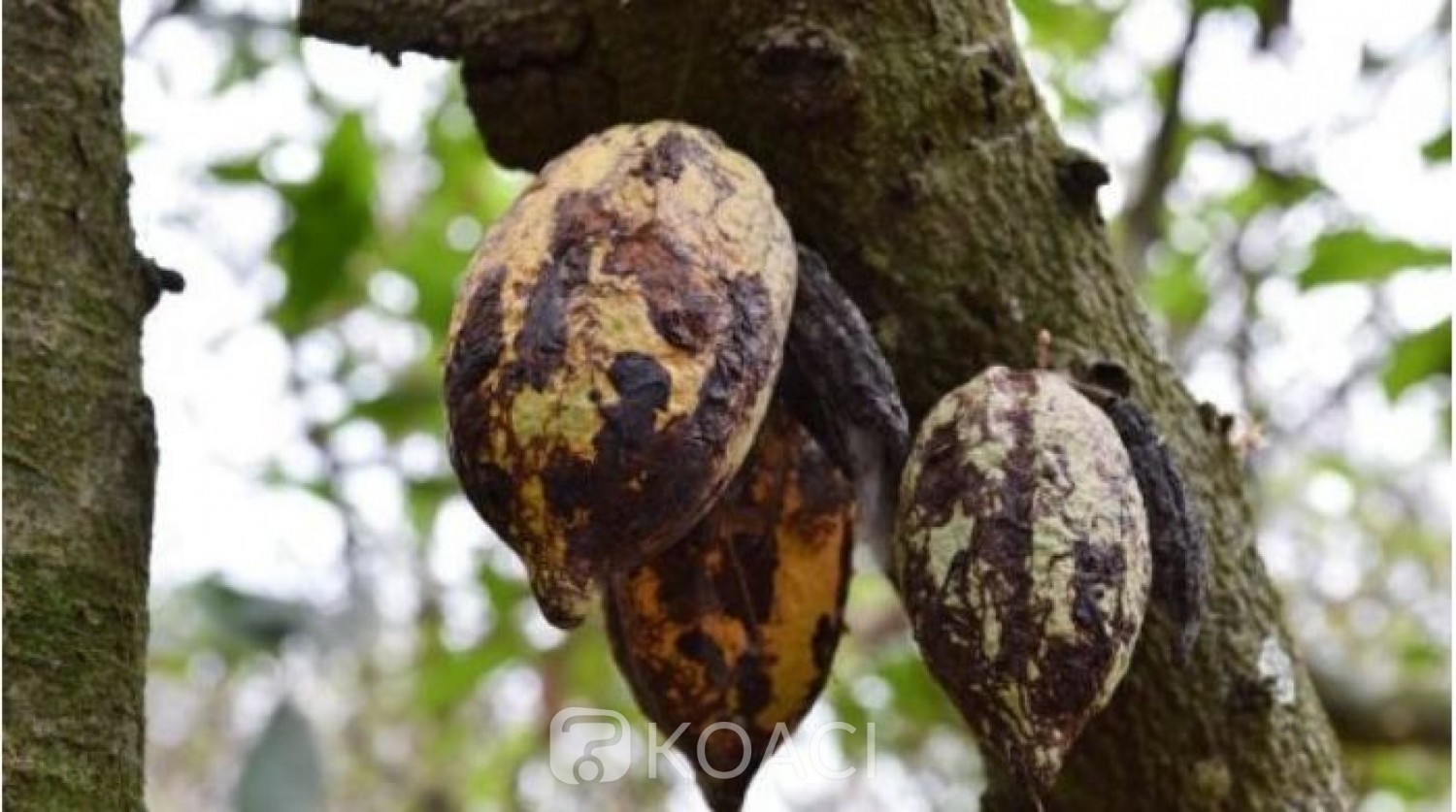 Côte d'Ivoire : Malgré l'intensification de la lutte,  la menace du  Swollen Shoot pèse toujours sur les cacaoyères ivoiriennes