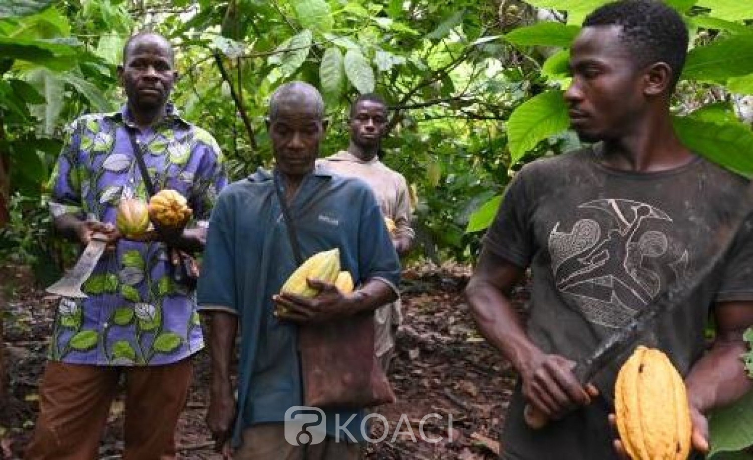 Côte d'Ivoire: Ouverture de la campagne commerciale 2021-2022 du cacao, le prix bord champ du kilogramme de la fève fixé demain par le Conseil café-cacao