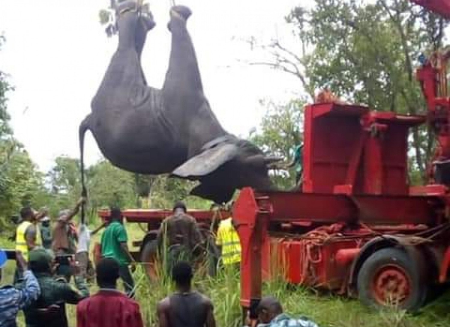 Côte d'Ivoire : Après ses dégâts, l'éléphant Ahmed capturé une fois de plus pour être conduit dans une réserve privée