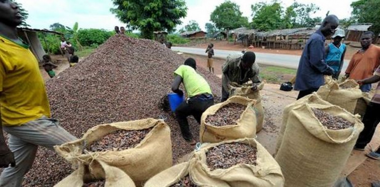 Côte d'Ivoire : Différence de prix, Abidjan veut éviter la fuite du cacao vers le Ghana
