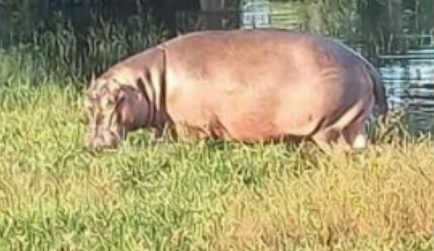 Côte d'Ivoire : Alerte, un Hippopotame signalé dans les eaux d'une rivière à Guiglo