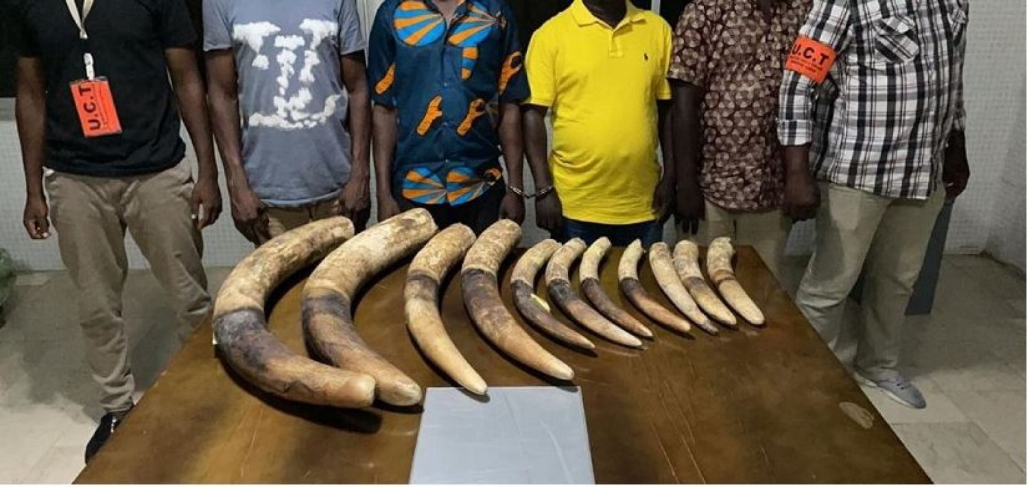 Côte d'Ivoire : Marcory, quatre présumés trafiquants de l'ivoire interpellés et placés sous mandat de dépôt