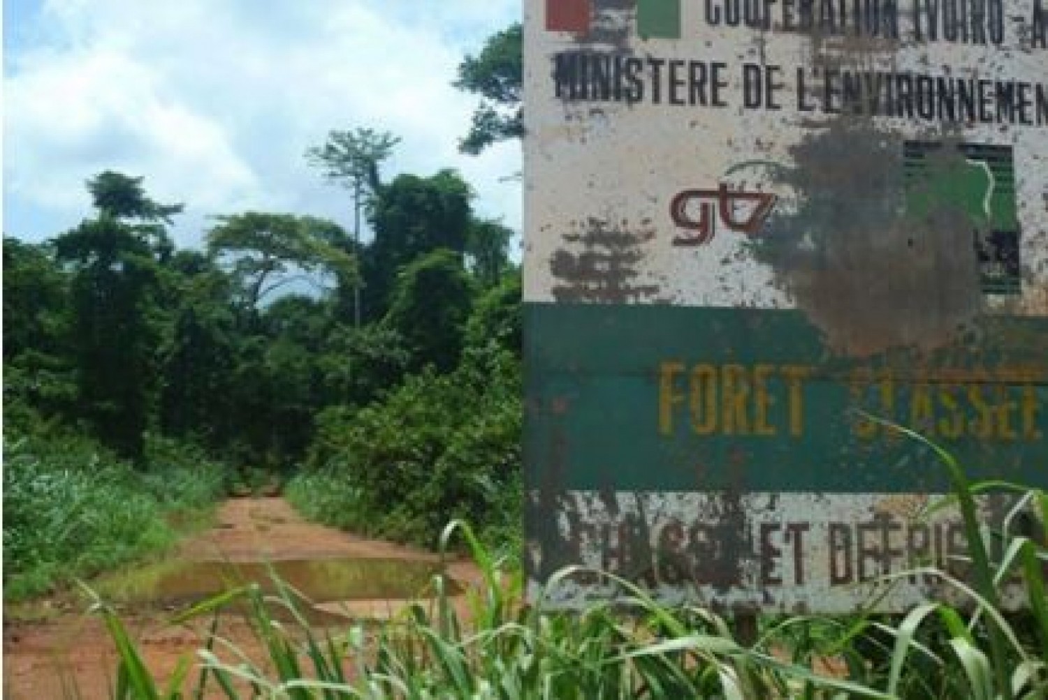 Côte d'Ivoire : Concession des forêts classées, le Ministère des Eaux et Forêts a-t-il violé le décret en mettant fin aux activités des entreprises ?