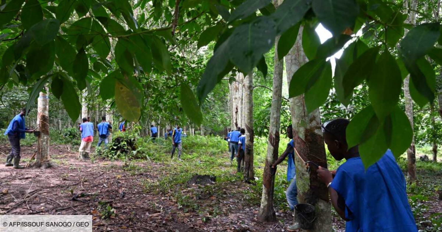 Côte d'Ivoire :   JAAD 2021, l'hévéa se positionne comme une solution aux problèmes de sécurité alimentaire, selon l'APROMAC