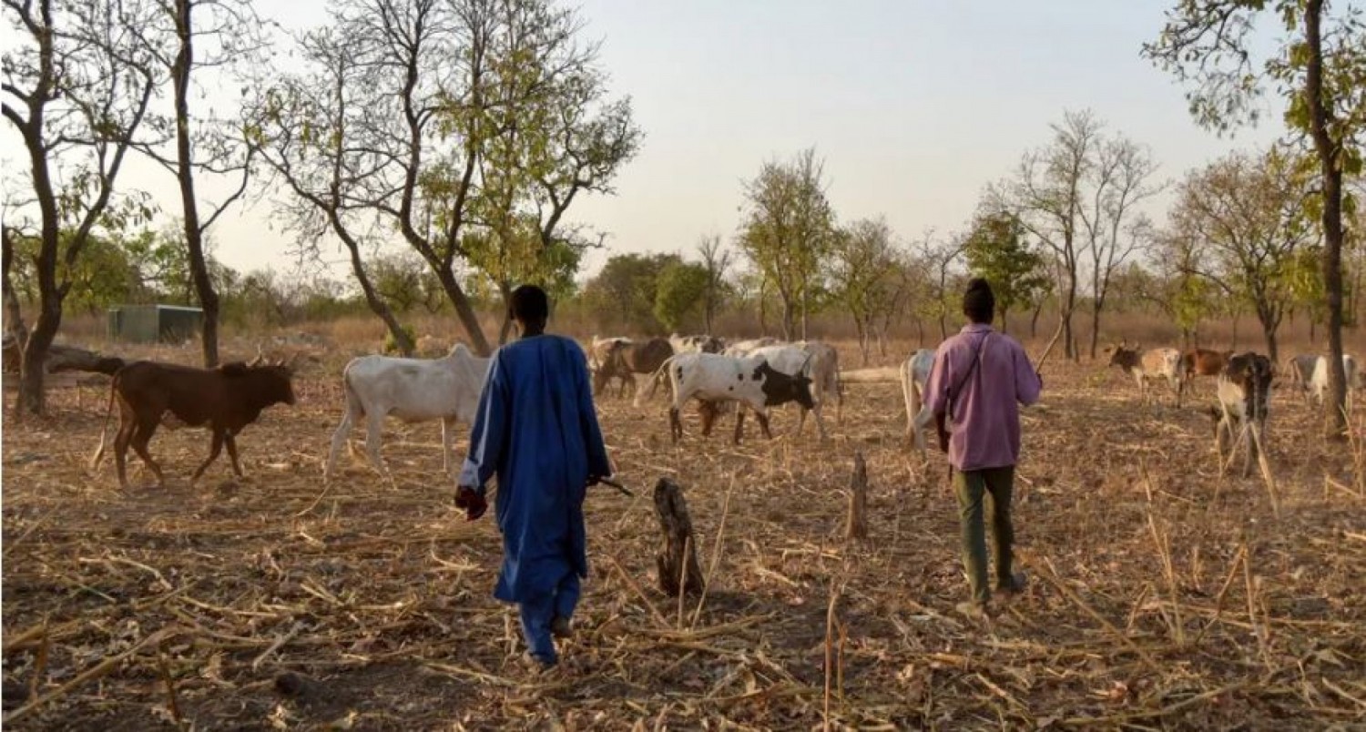 Côte d'Ivoire : Conflit éleveurs-cultivateurs, ce que dit la loi quand une infraction est commise par les concernés