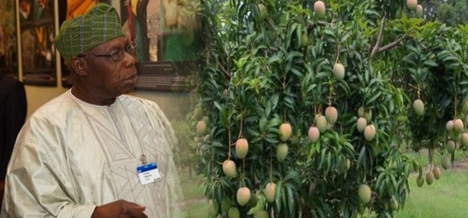 Nigeria :  La ferme d'Obasanjo incendiée à Benue