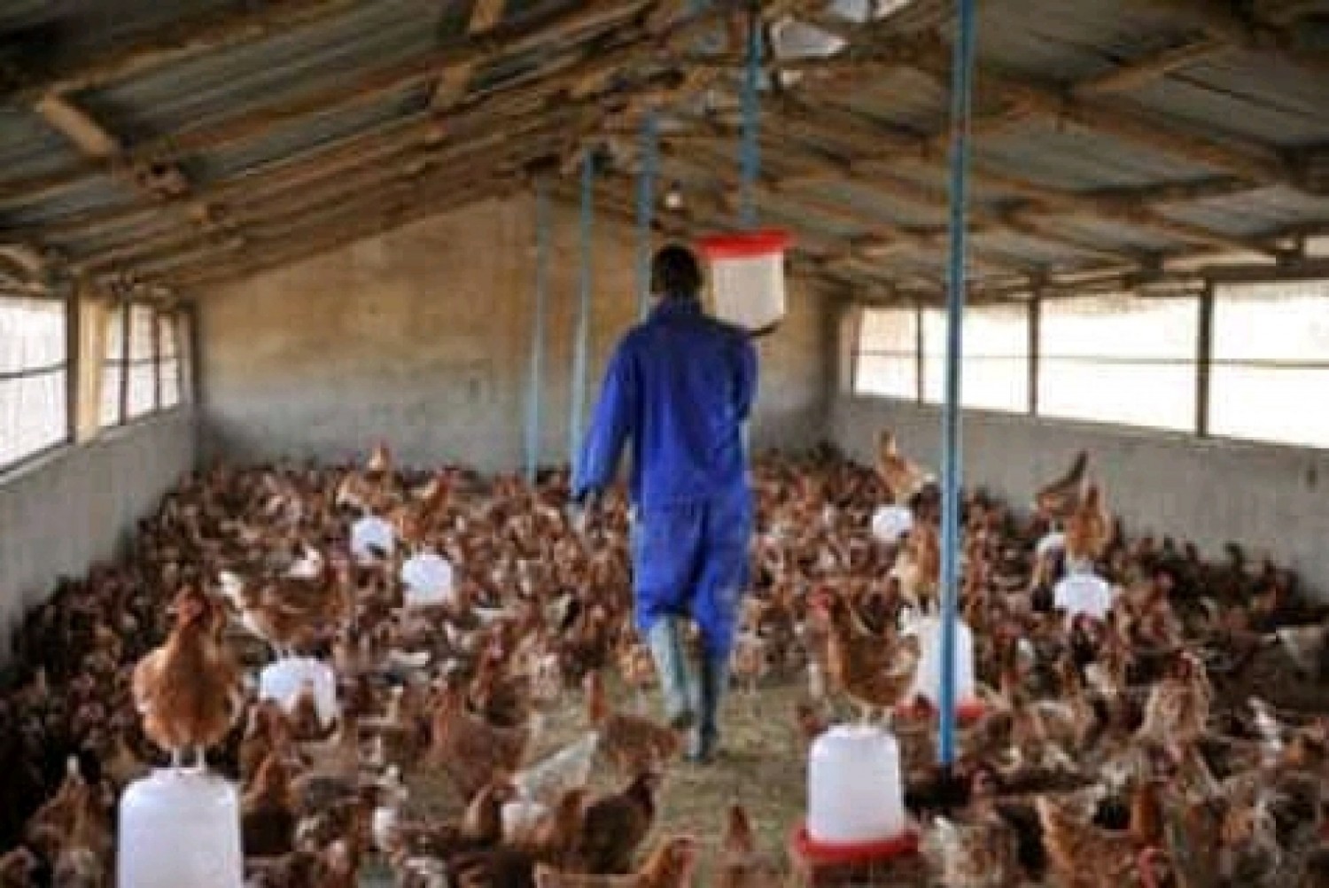 Cameroun : La grippe aviaire frappe de nouveau le secteur avicole