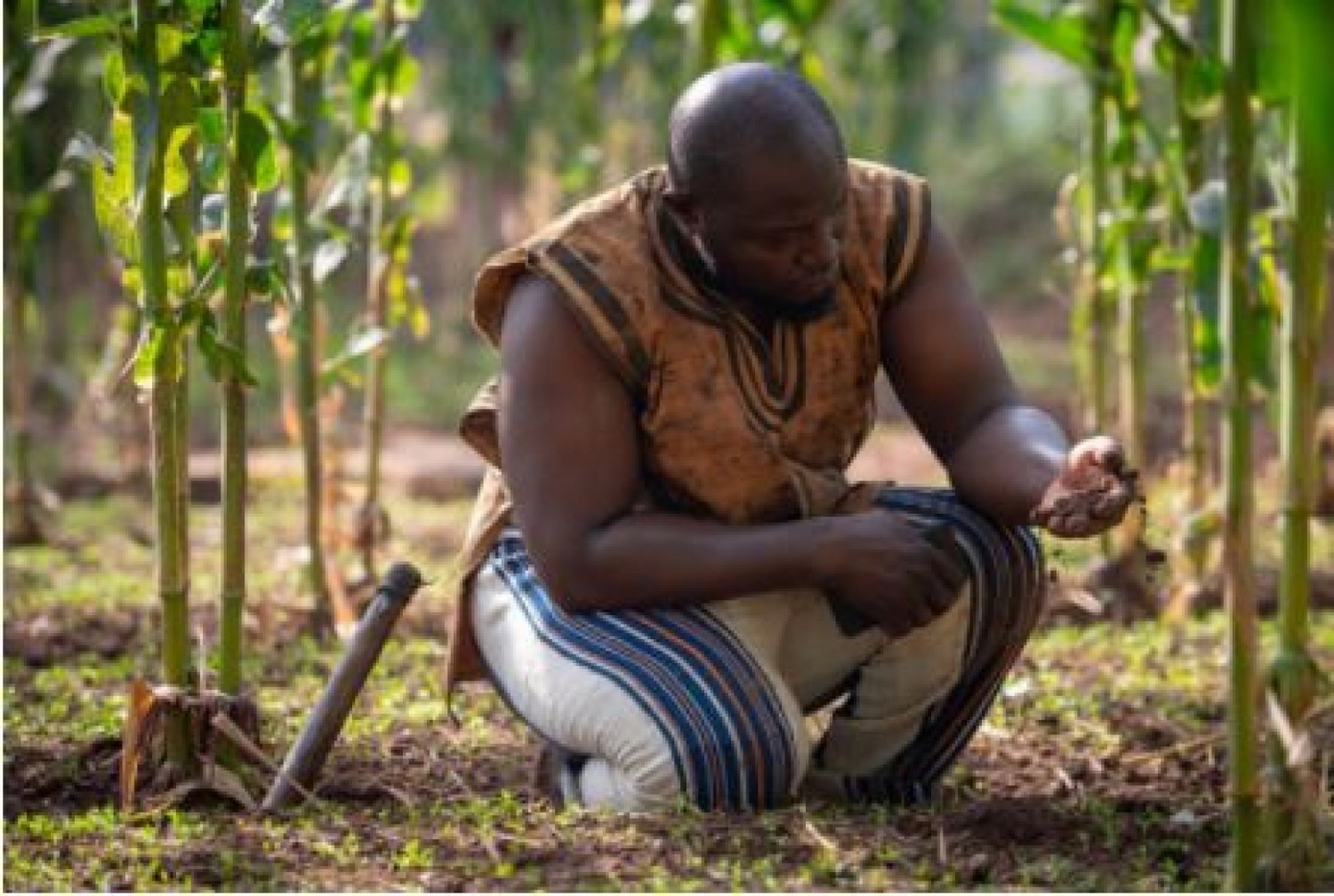Côte d'Ivoire : Mise en place d'une plateforme de coopération pour  l'extension de la Couverture Maladie Universelle aux agriculteurs et à leurs familles