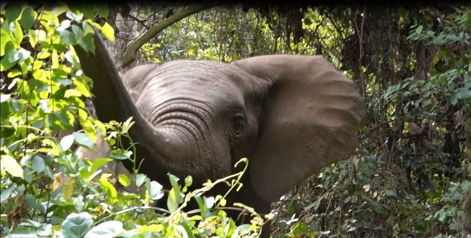 Côte d'Ivoire : Forêt classée de la Davo (Guéyo) trois éléphants découverts, les populations invitées  à ne pas les agresser