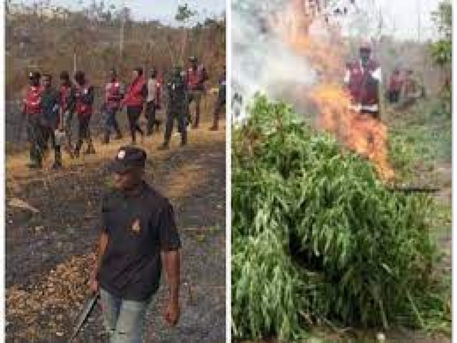 Nigeria : 255 hectares de champs de cannabis détruits par la police à Ondo, 13 arrestations