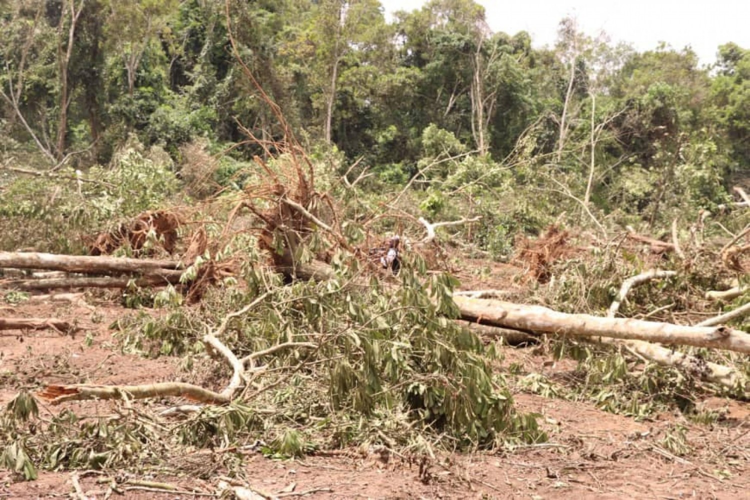 Côte d'Ivoire : Flagrant délit de destruction de la forêt péri-urbaine d'Anguédedou, la SODEFOR intervient