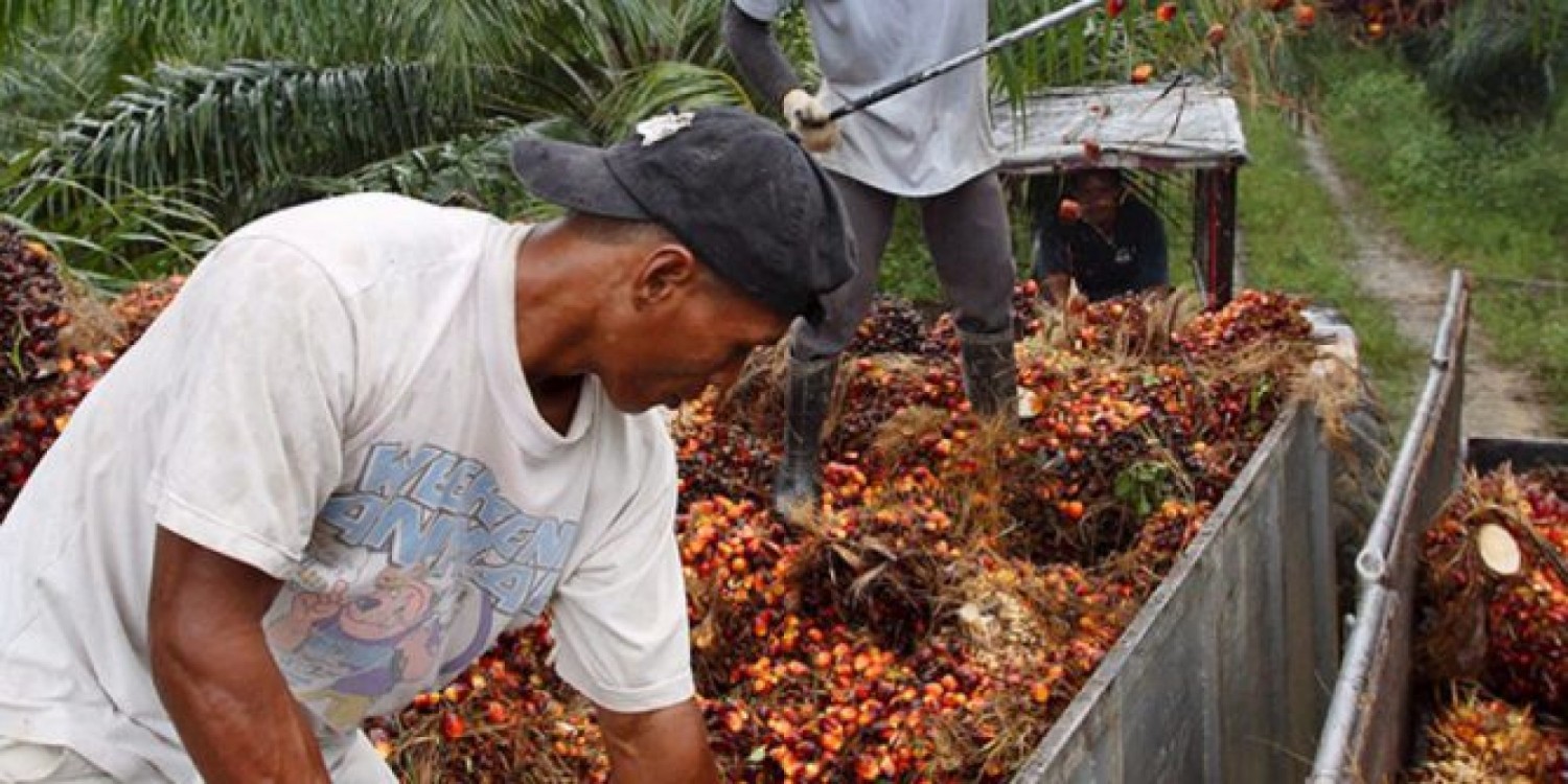Côte d'Ivoire : Inflation mondiale, les cours de l'huile de palme s'envolent
