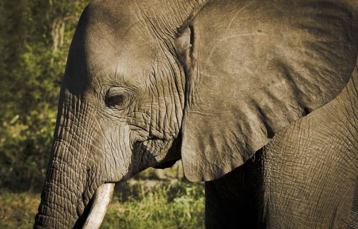 Tanzanie : Un Massaï tué par un éléphant dans la réserve de Ngorongoro